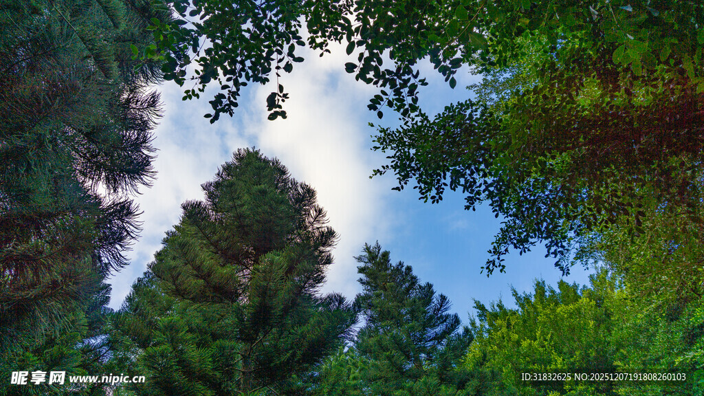 仰望葱郁树林与蓝天