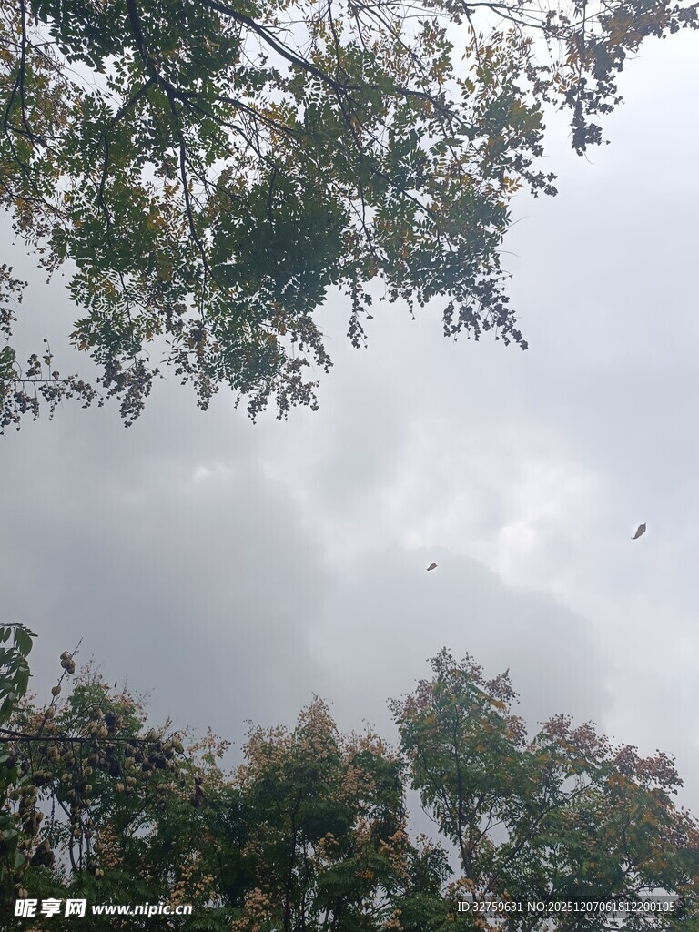 树梢之上的天空与飞鸟