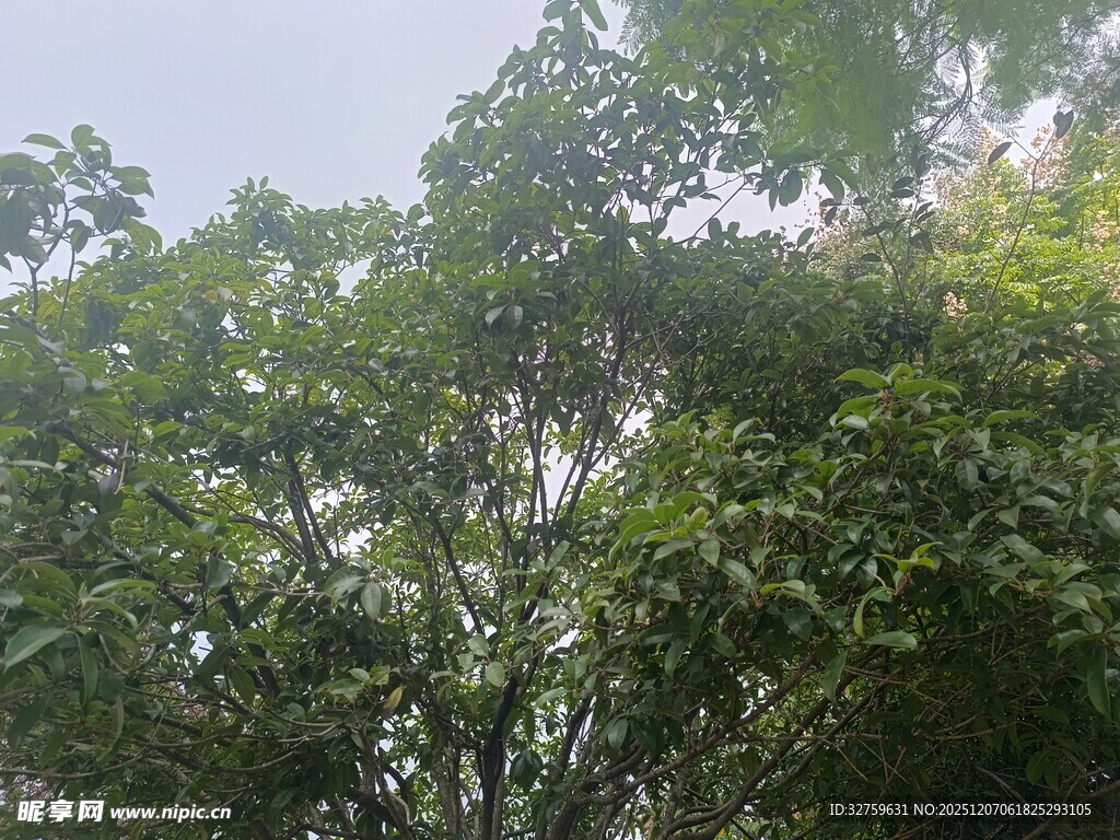 茂密树林中的繁茂绿叶