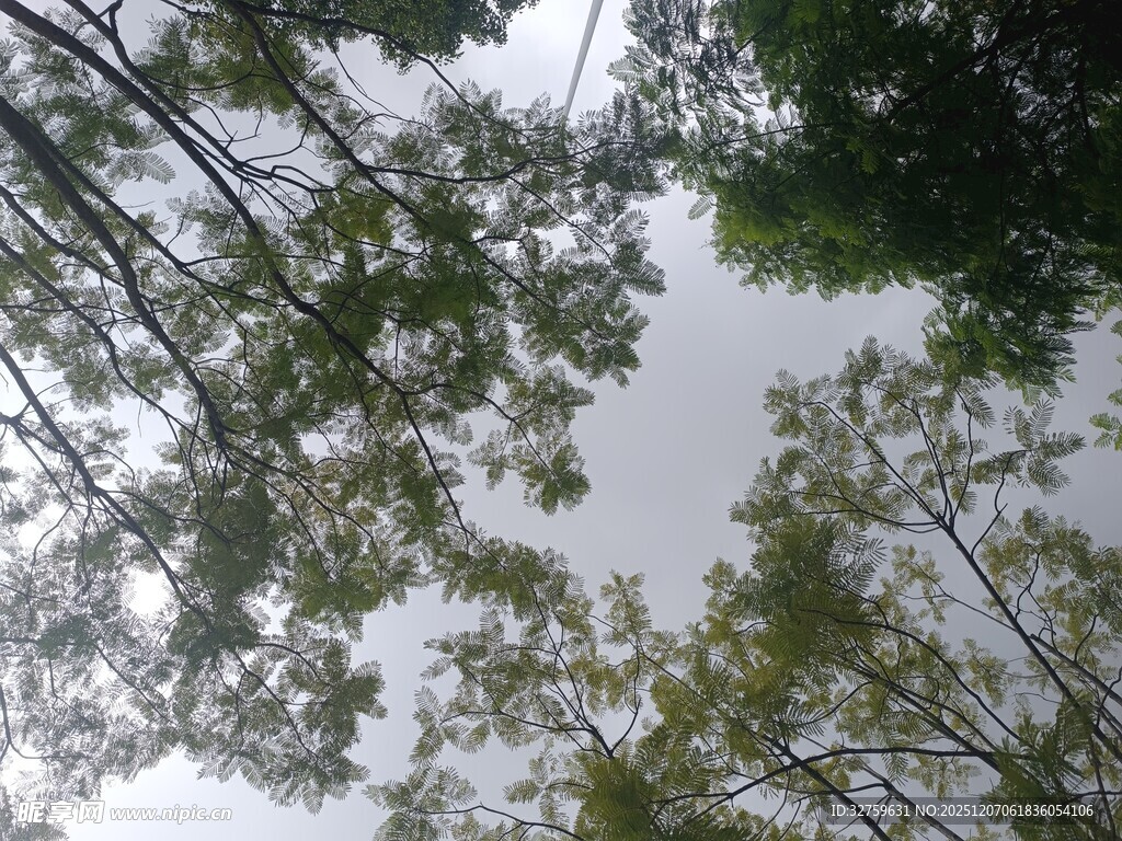 仰视茂密树林树冠景象