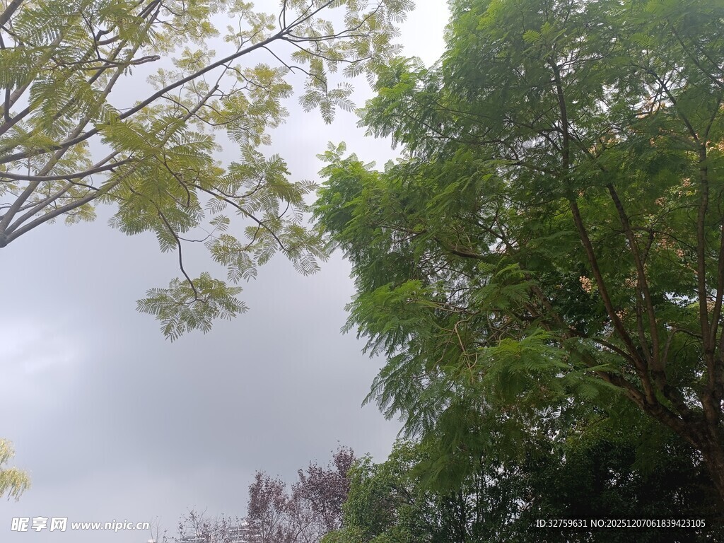 绿树蓝天间的清新景致