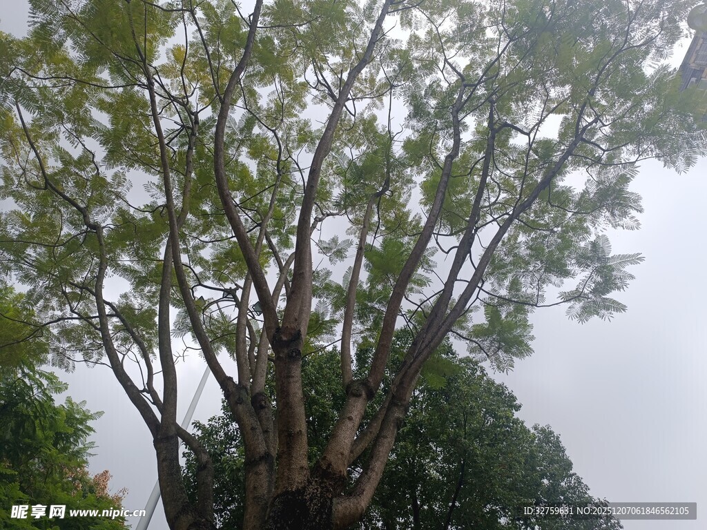 高大繁茂的树木
