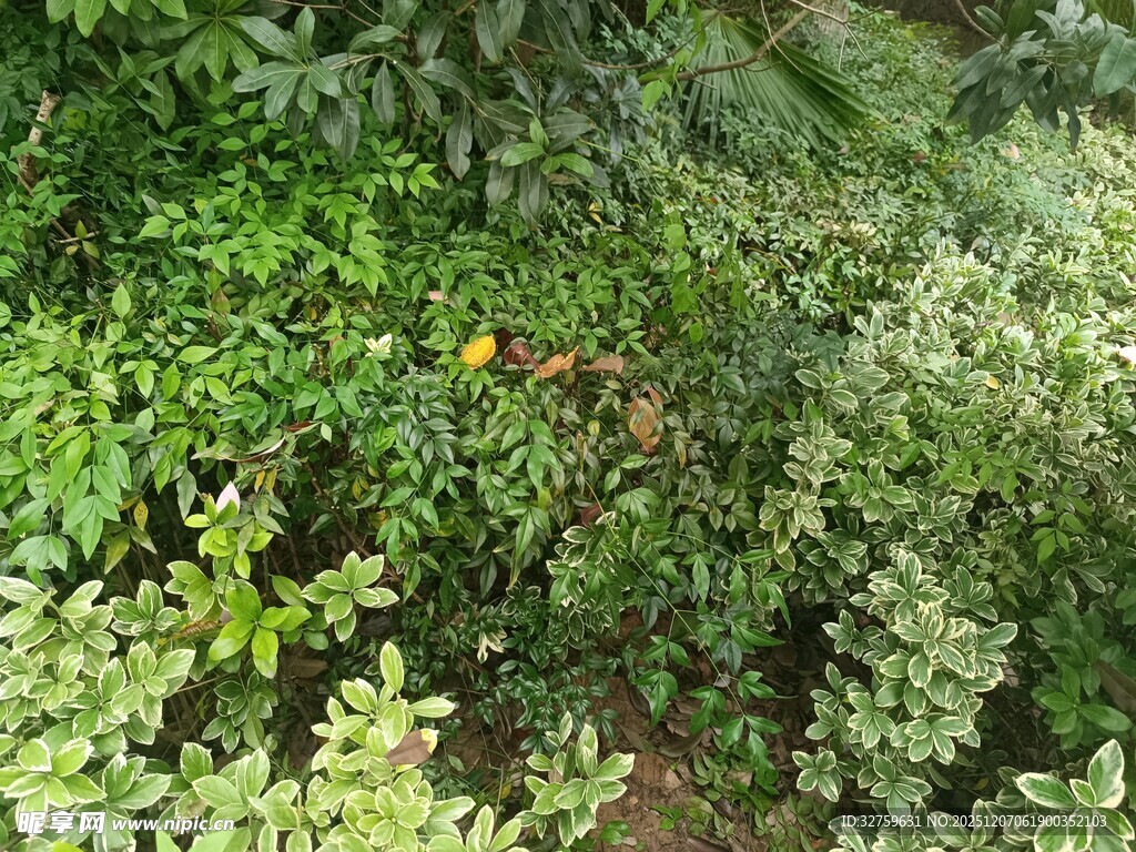 繁茂绿植景观