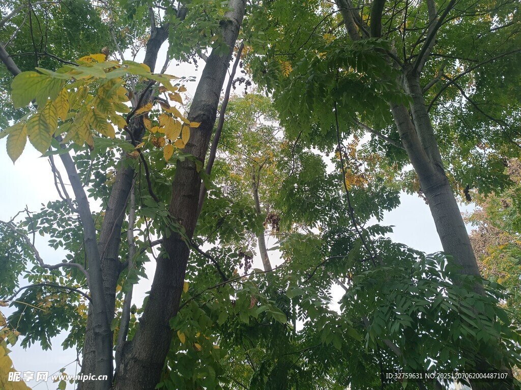 仰视葱郁树木景观