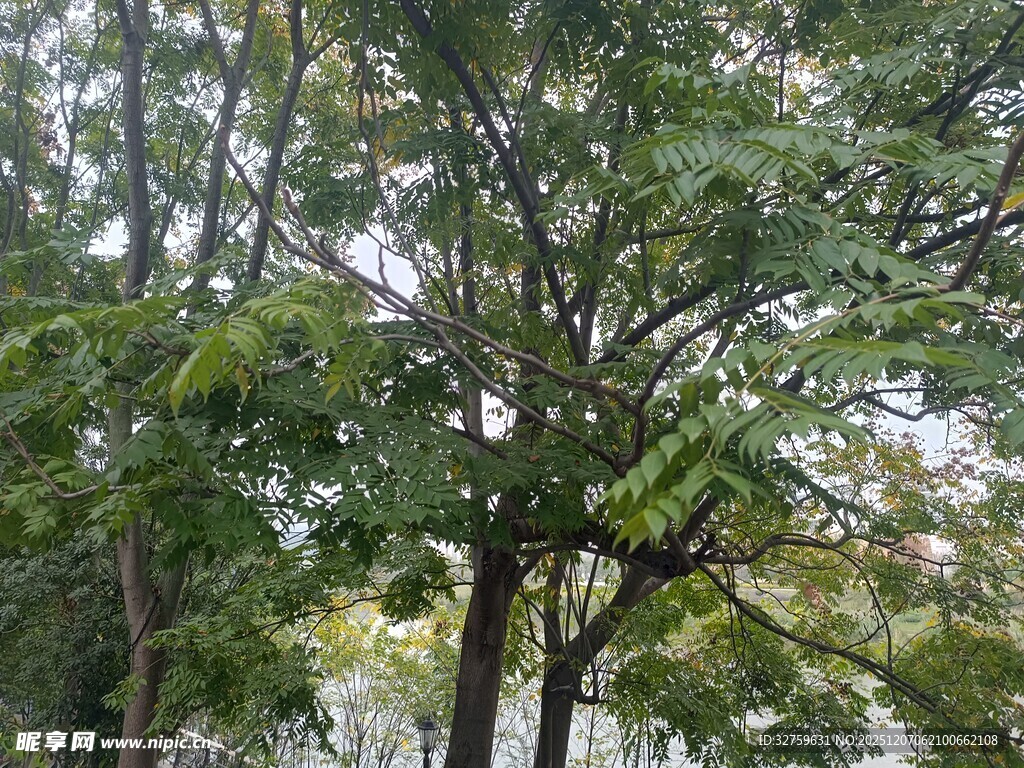 茂密树林中的繁茂枝叶