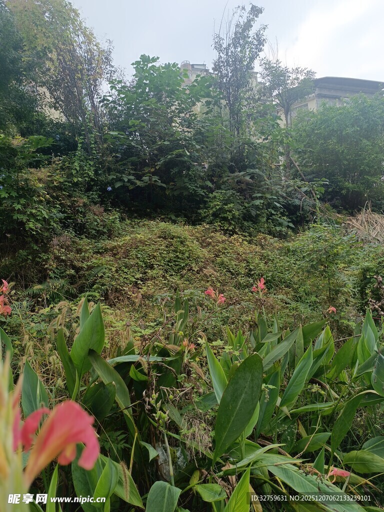 繁茂绿植中的艳丽花朵