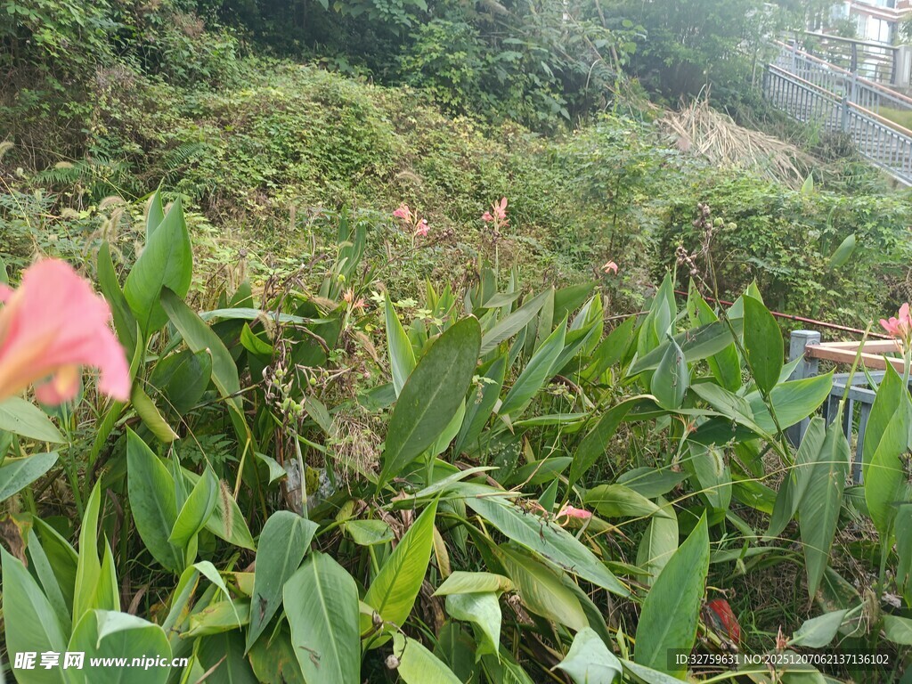 粉色花朵点缀绿植间