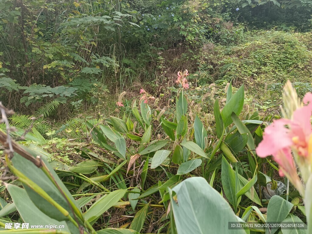 野外绽放的多彩花卉