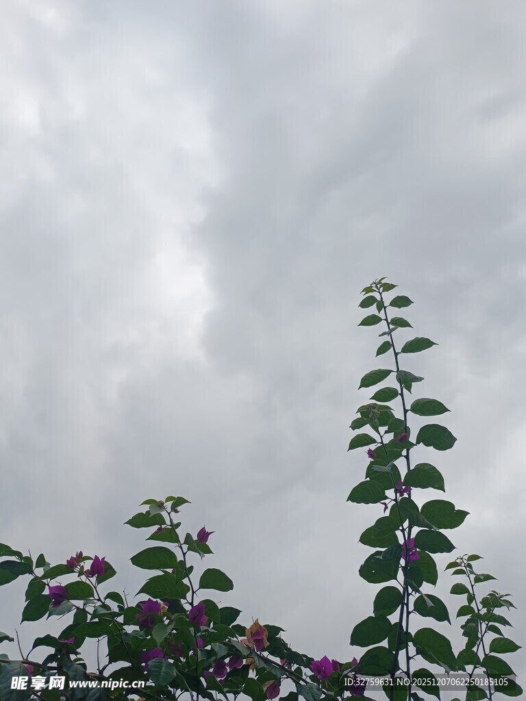 阴天中的绿植与朦胧天空