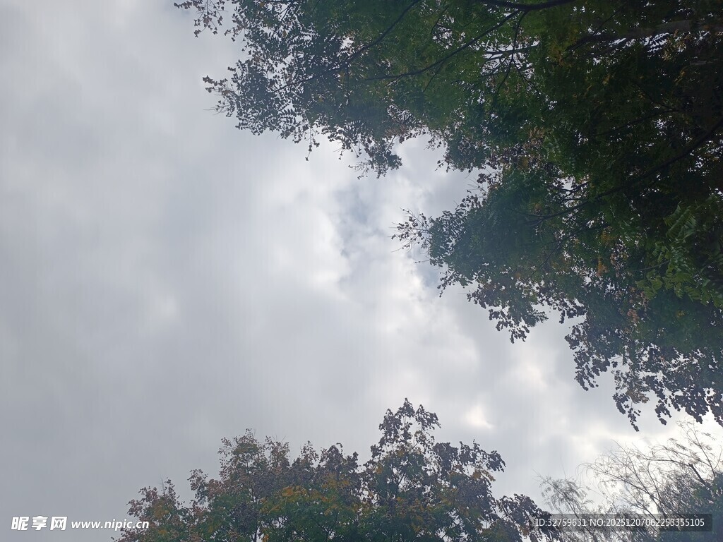 仰视天空中的茂密树木