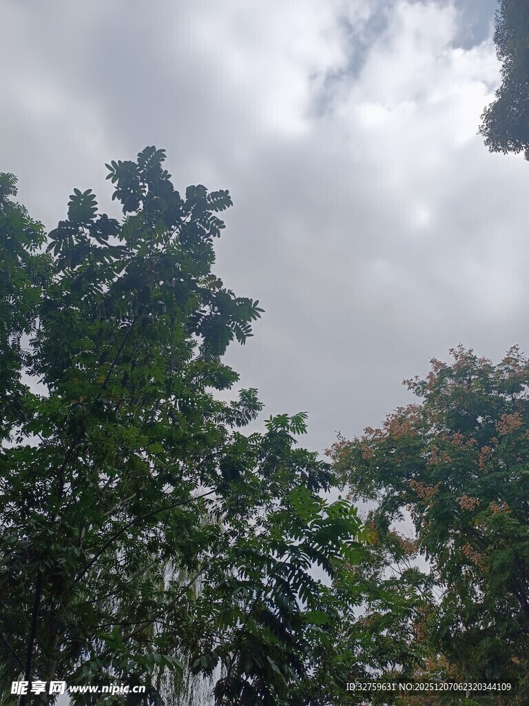 天空下的繁茂绿树