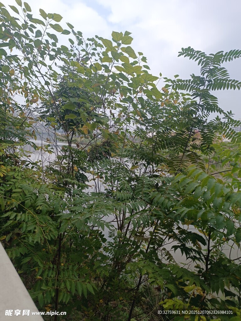 阳台外的繁茂绿植景观