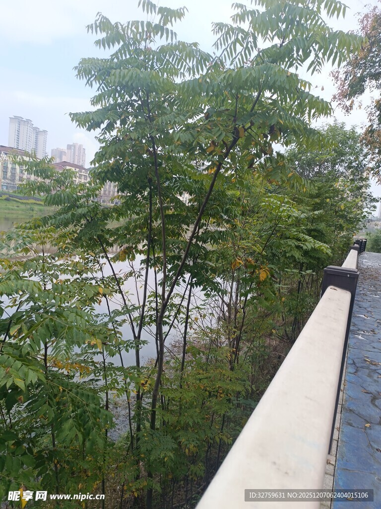 屋顶视角下的绿树景致