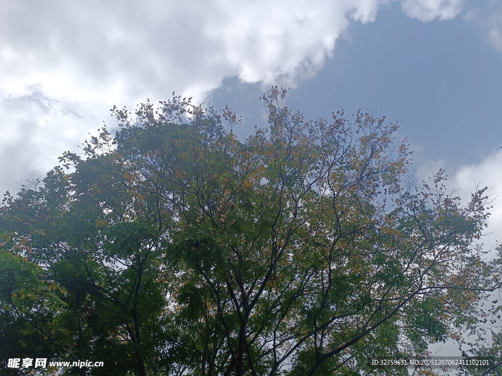 蓝天绿树间的自然景致