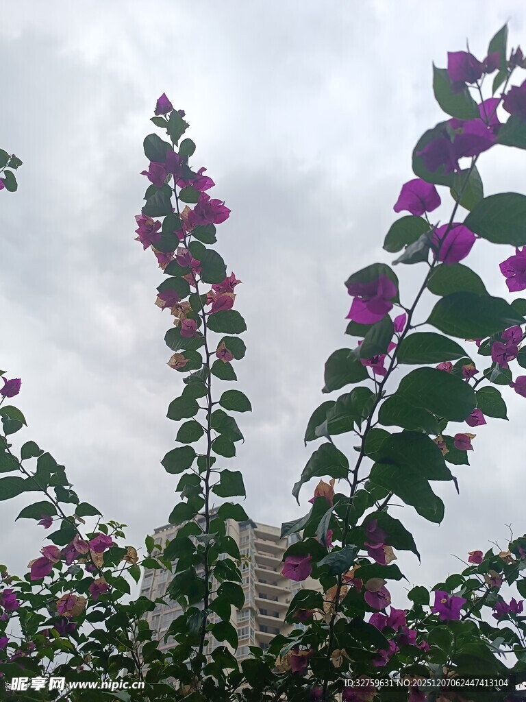 绽放的紫色花卉