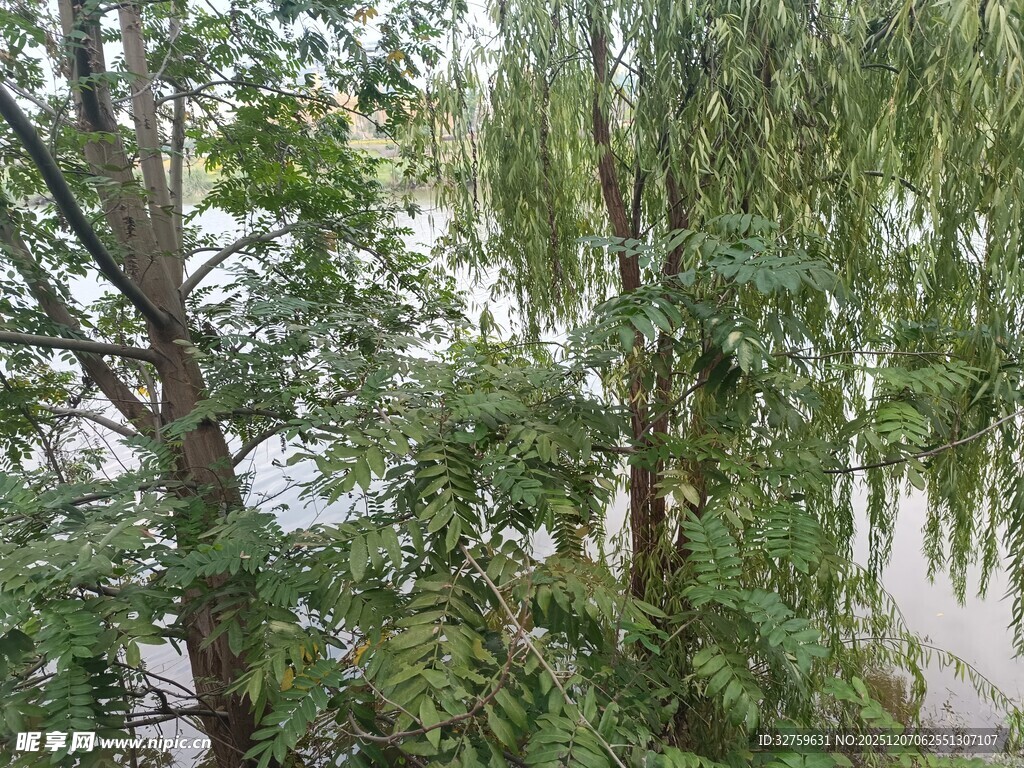 茂密树林中的绿意景致