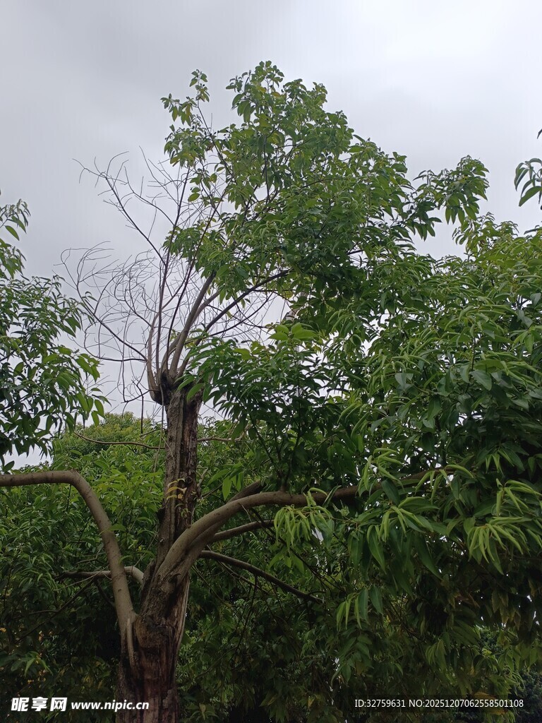 枯树旁的葱郁绿树