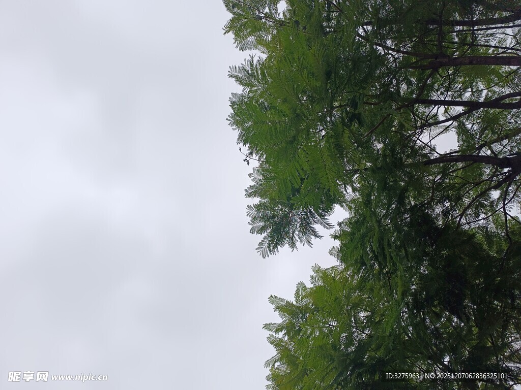 阴天中的葱郁树林