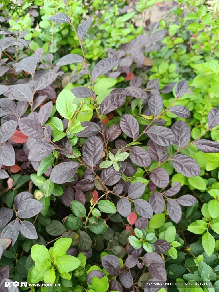 多彩叶片植物特写