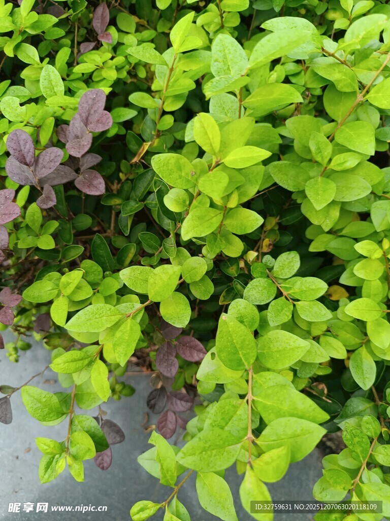 多彩绿叶植物特写