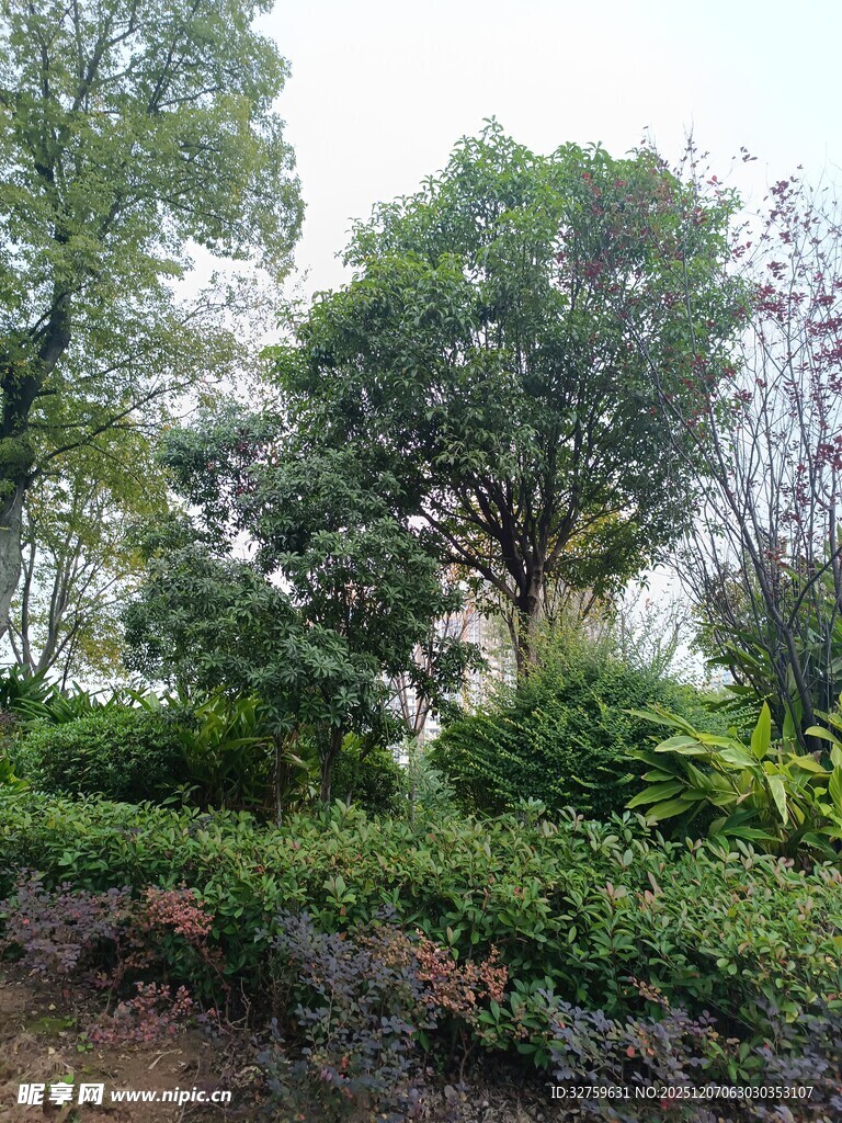 户外绿植繁茂的自然景致