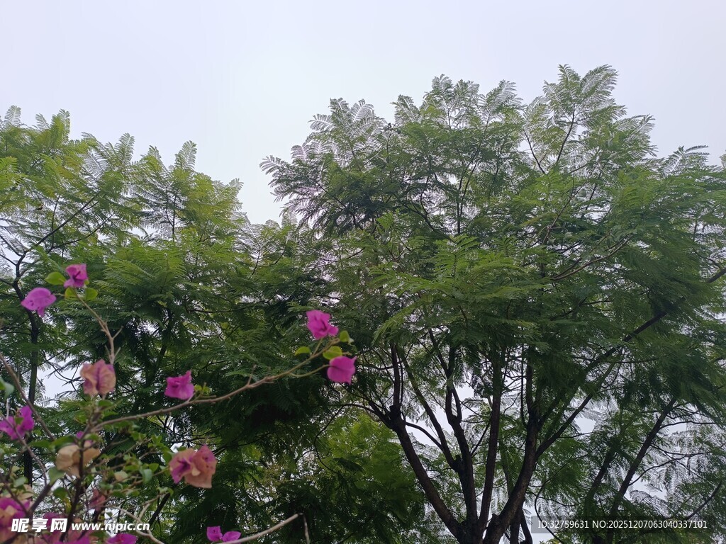 绿叶繁花交织的自然景致