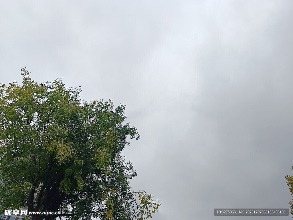 阴天中的树木