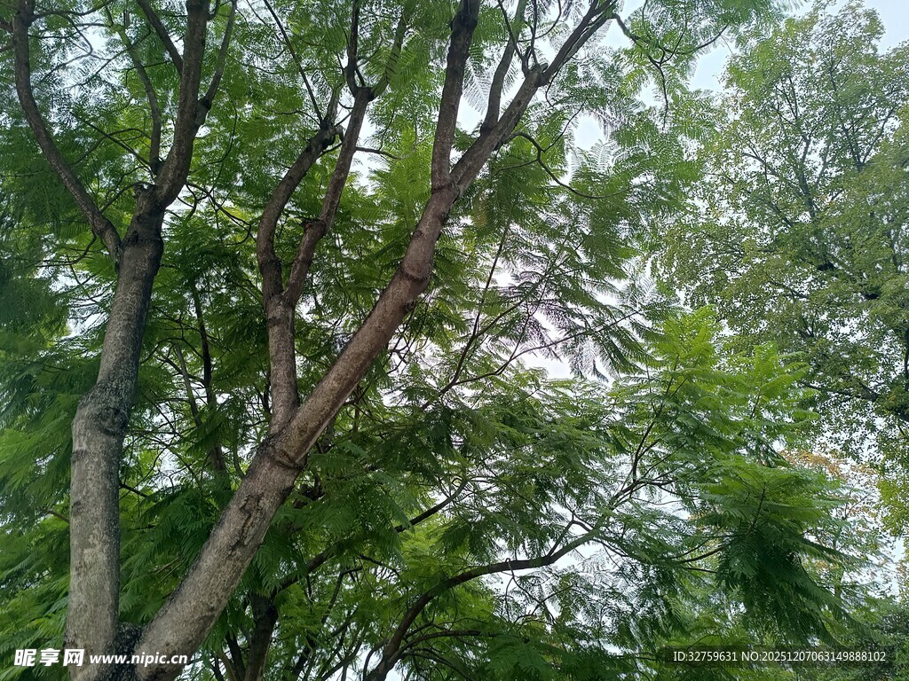 繁茂树林中的挺拔树木