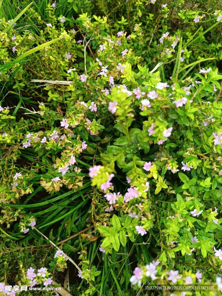 繁茂草丛中的白色小花