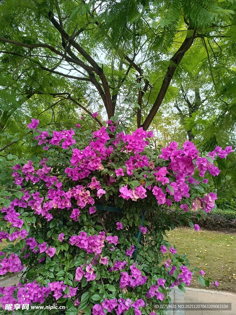 繁花绿树间的春日美景