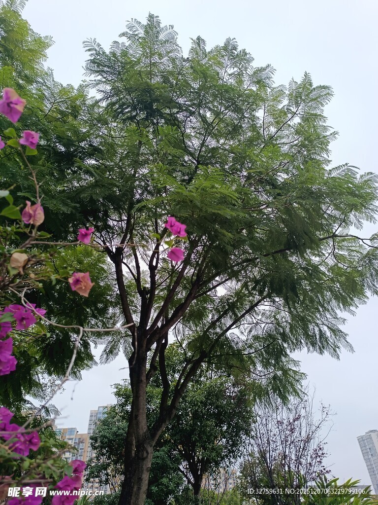 绿树繁花的自然景致