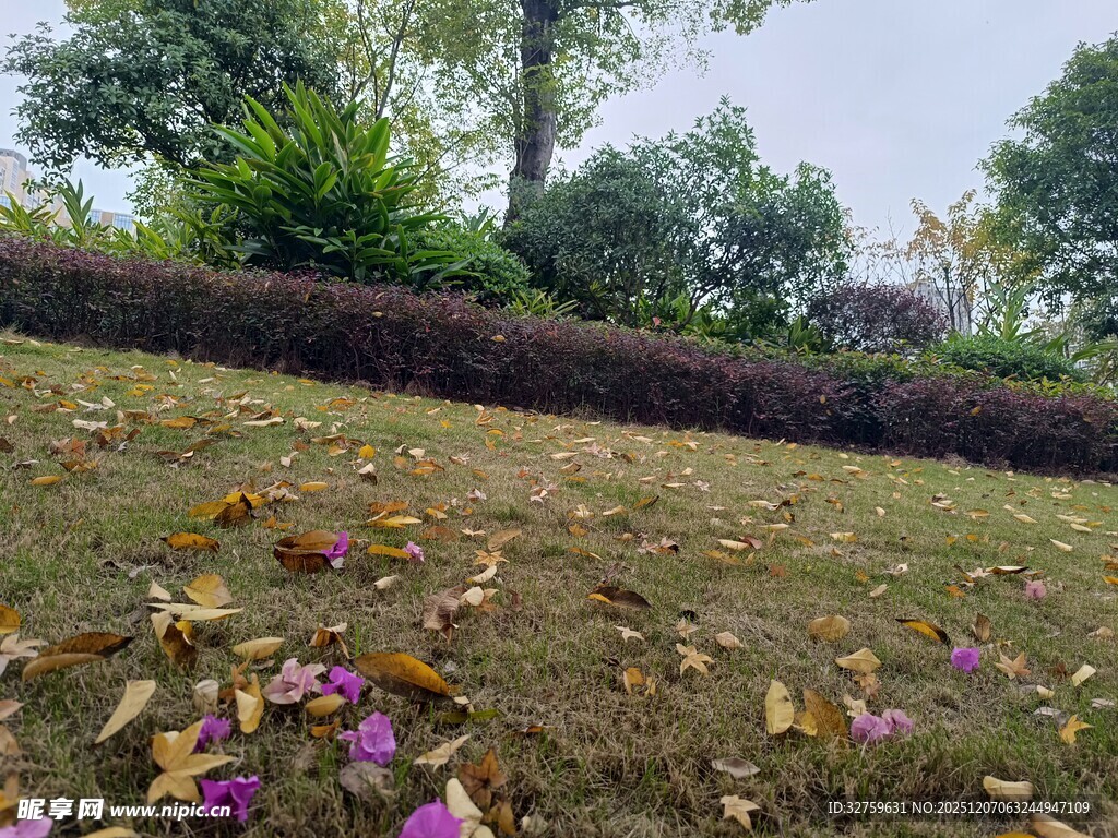 秋日草地落花景致