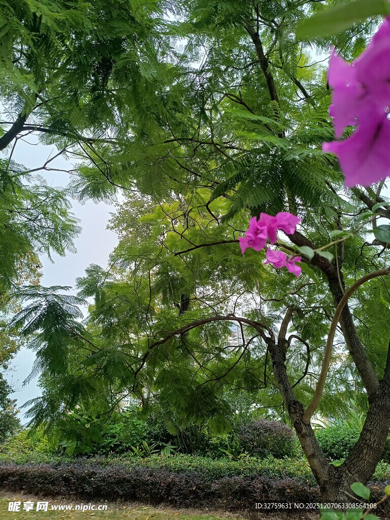 繁花绿树间的自然景致