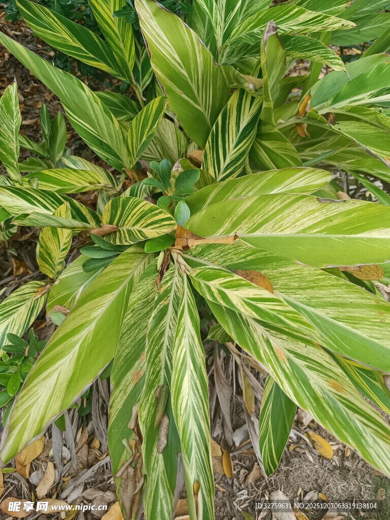 翠绿条纹叶片植物特写