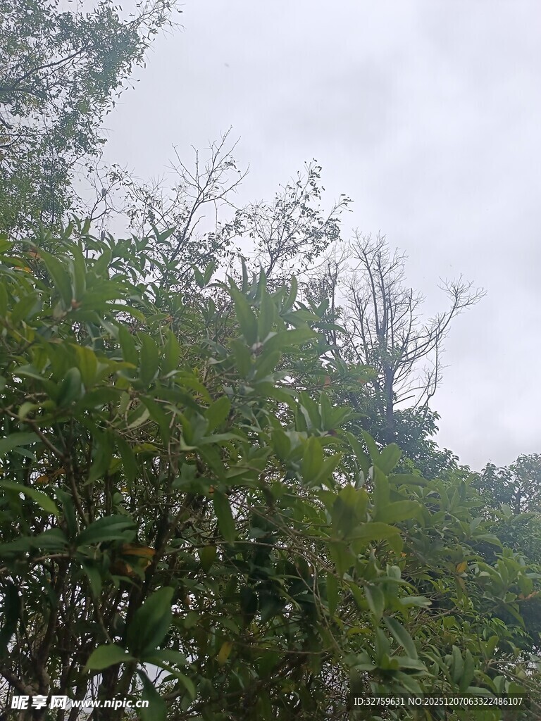 阴天中的葱郁树林