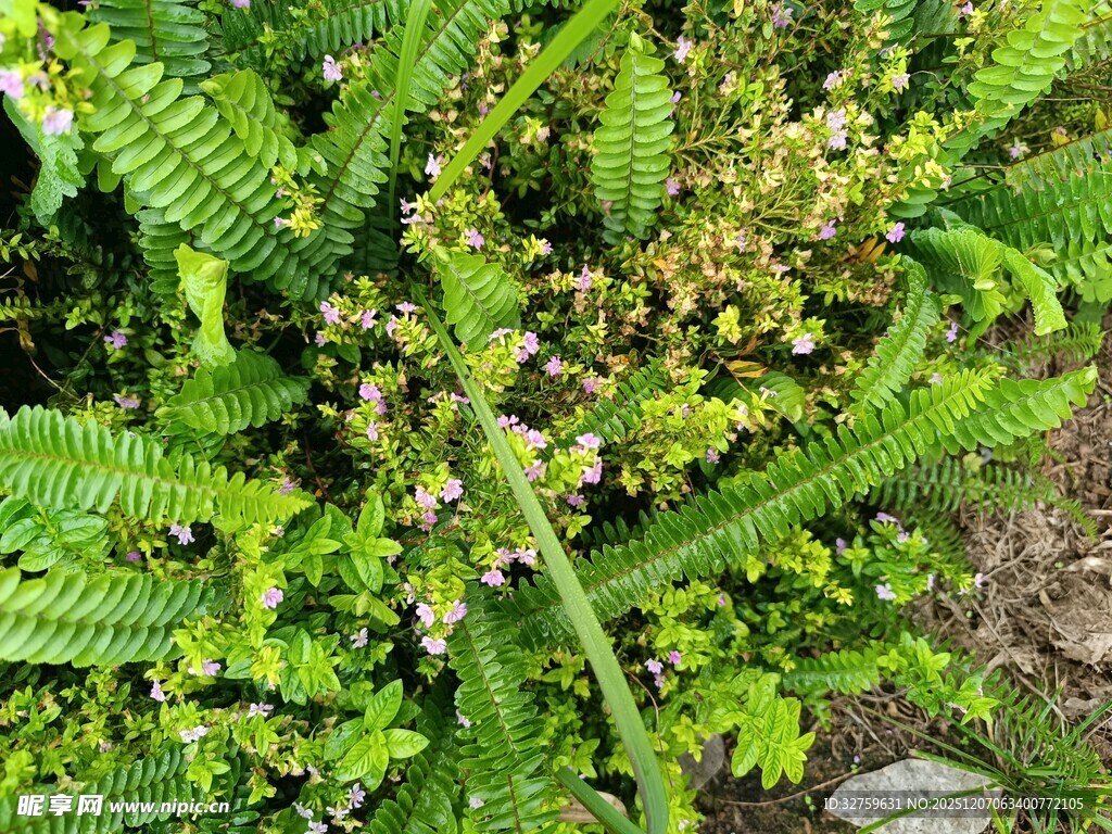 翠绿蕨类植物生机盎然