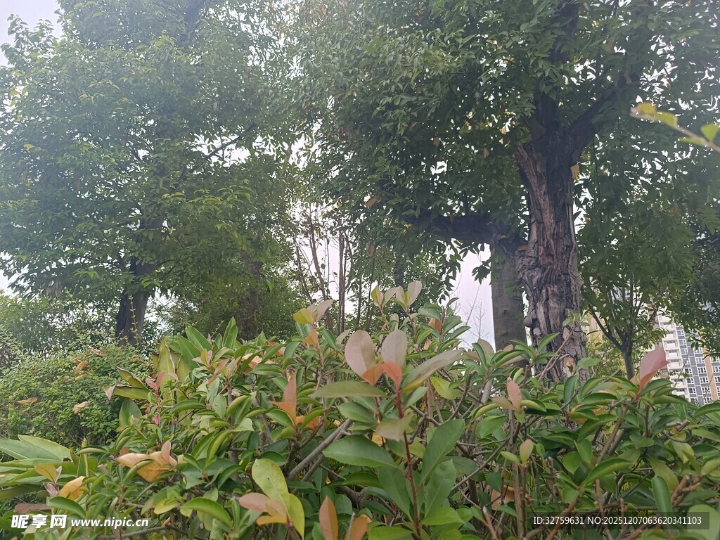 林间绿植与树木景观