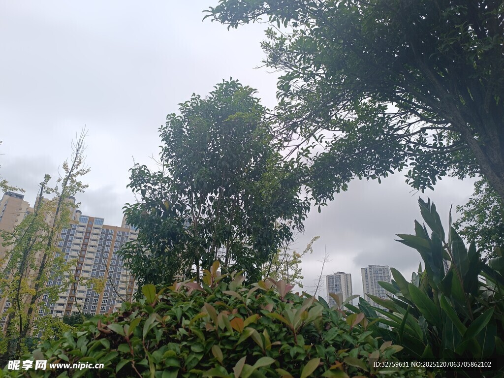 城市中的繁茂绿植景观