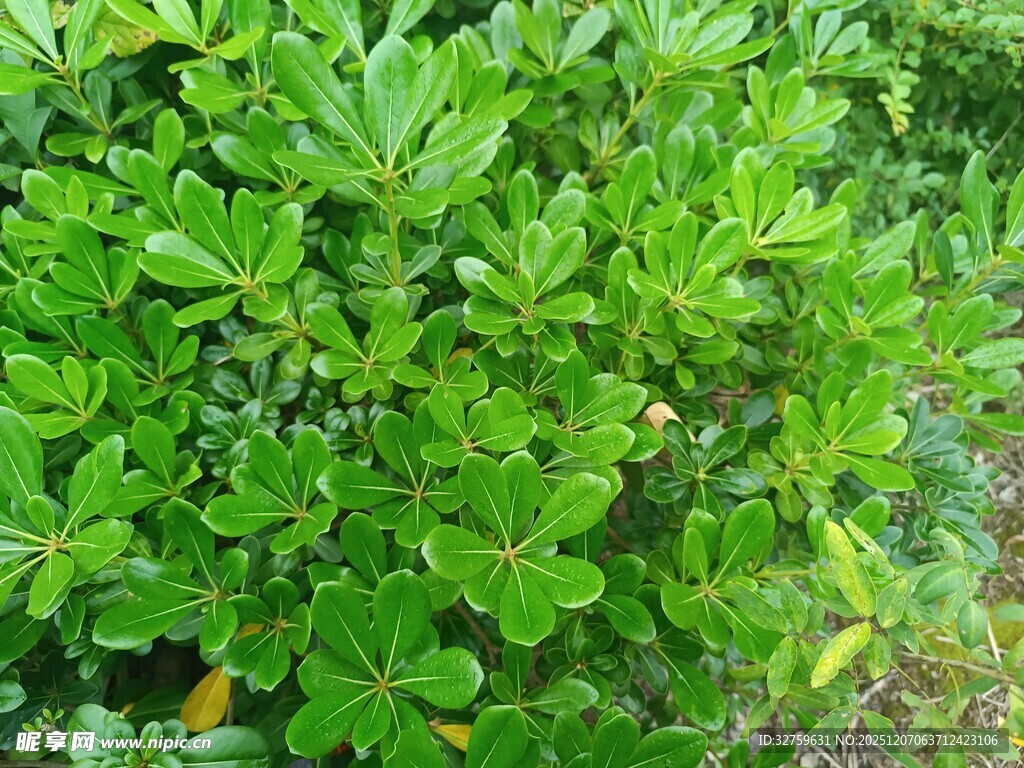 翠绿繁茂的灌木丛