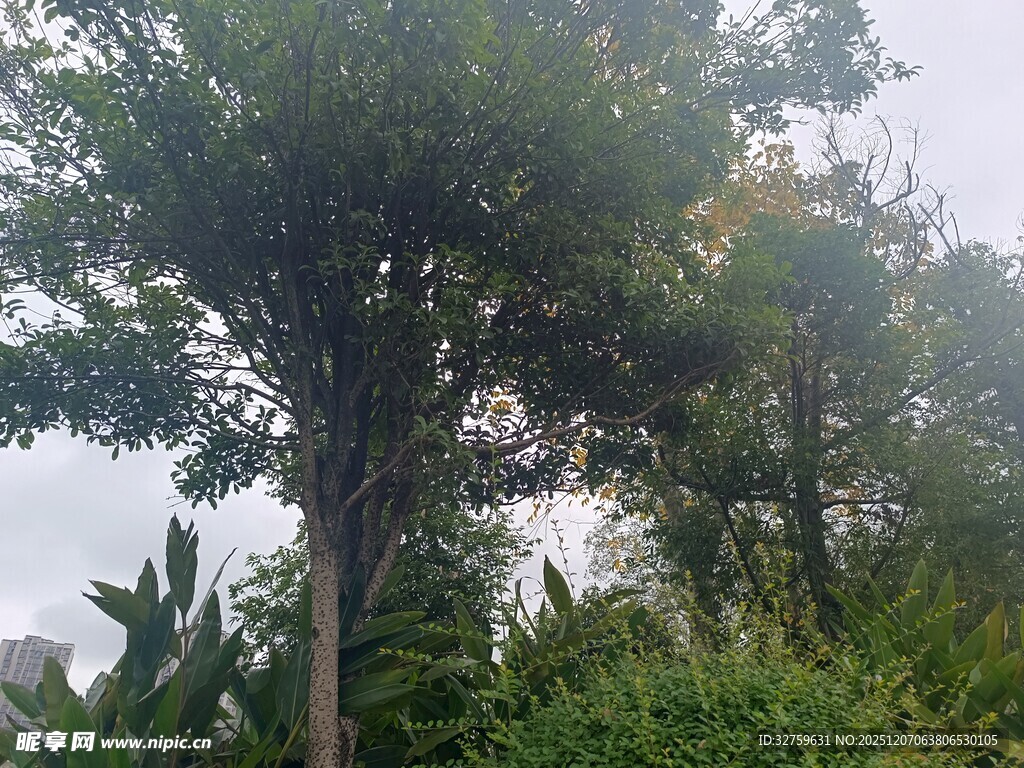 乡村葱郁树木与绿植景观