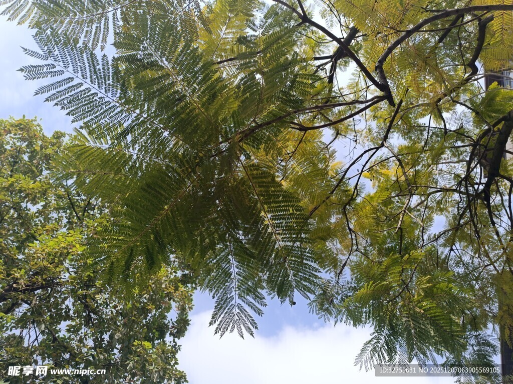 仰视翠绿繁茂的树枝