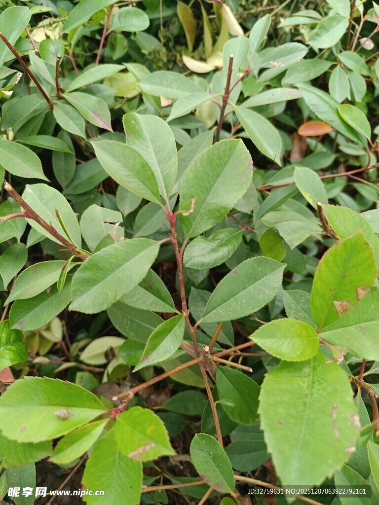 绿叶繁茂的植物景象