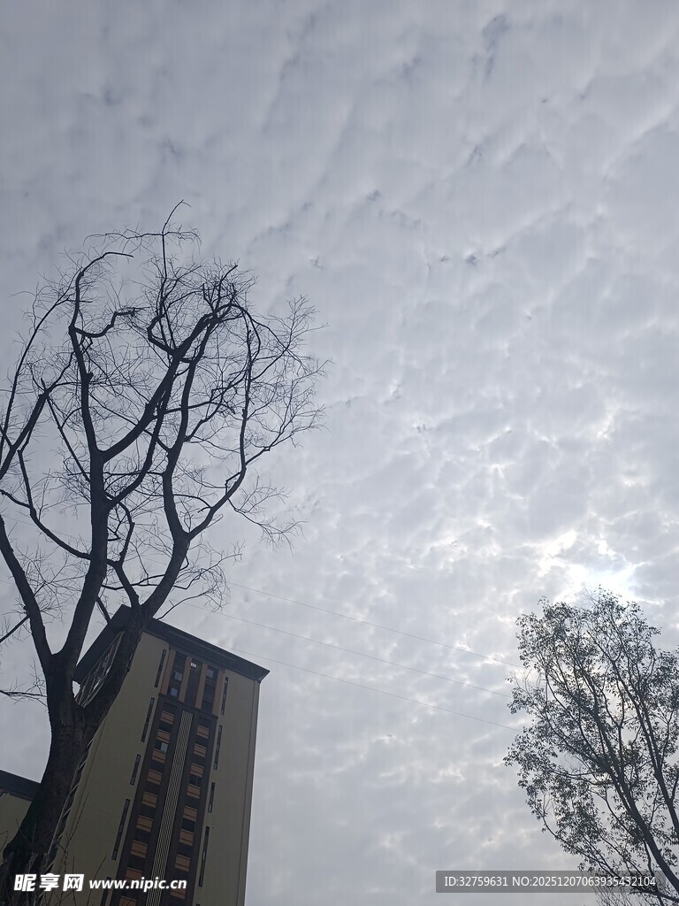 冬日枯树与高楼的天空景