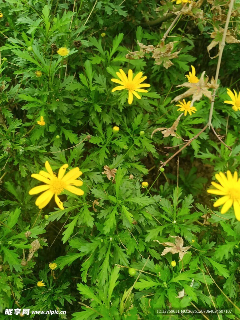 绿叶丛中的黄色小花