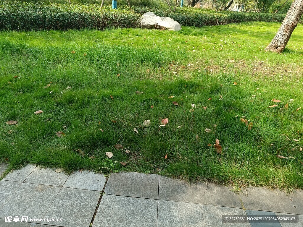 路边绿意盎然的草地景观