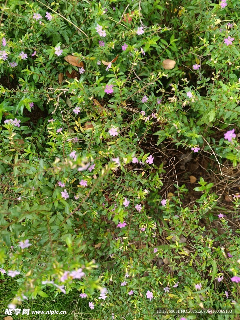 繁茂绿植间点缀粉色小花