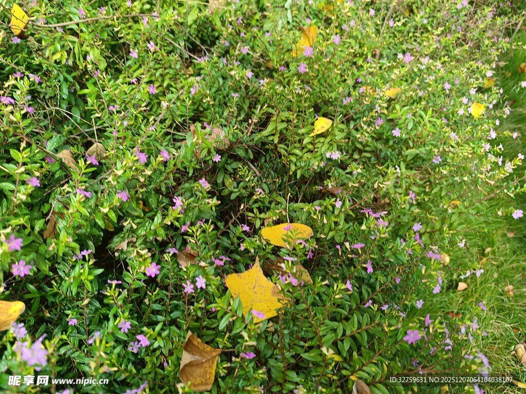 绿叶间点缀的黄色花朵