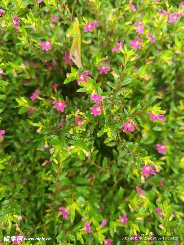 绿叶丛中绽放的粉色小花