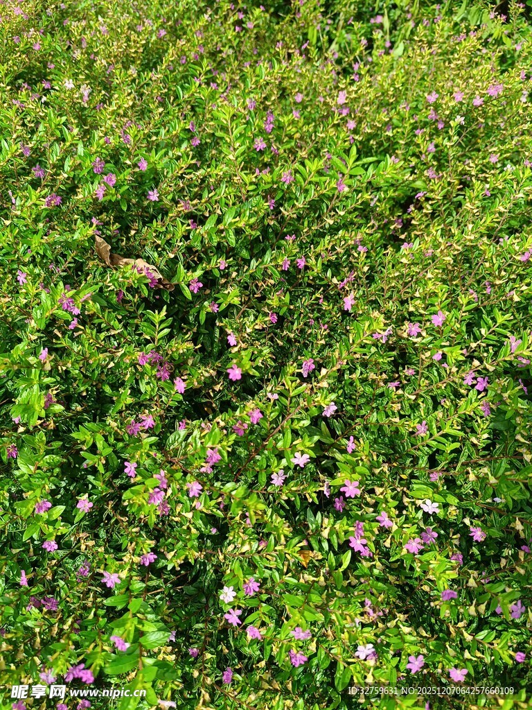 翠绿繁茂的植物花卉景观
