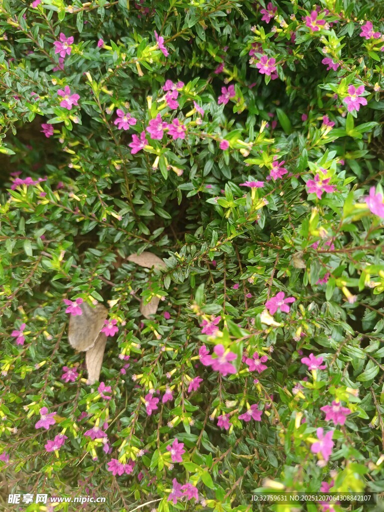 繁茂花丛中的粉色小花